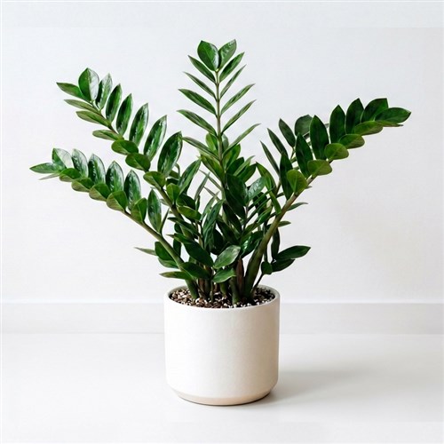 ZZ Plant
