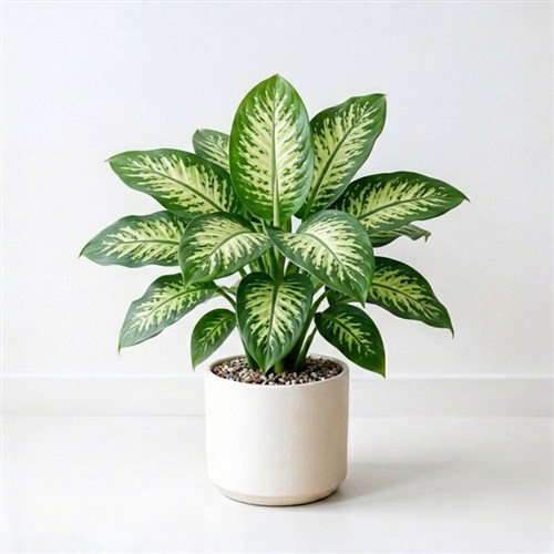 Dieffenbachia Plant