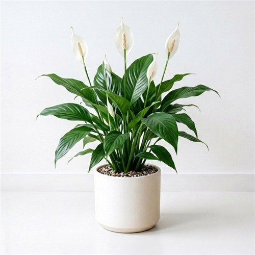 Peace Lilly