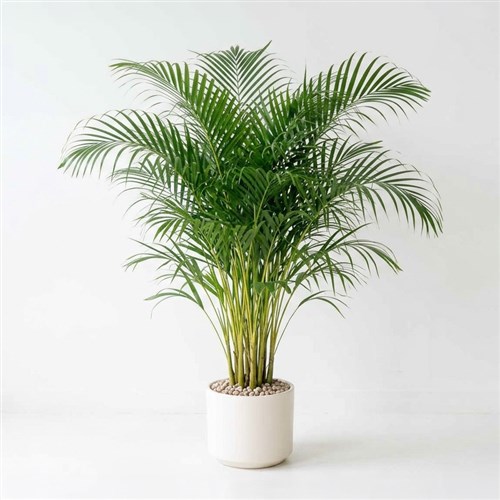 Areca Plant