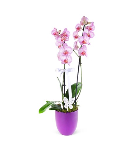 Kırçıllı Pembe Orkide Aranjmanı Pink Butterfly
