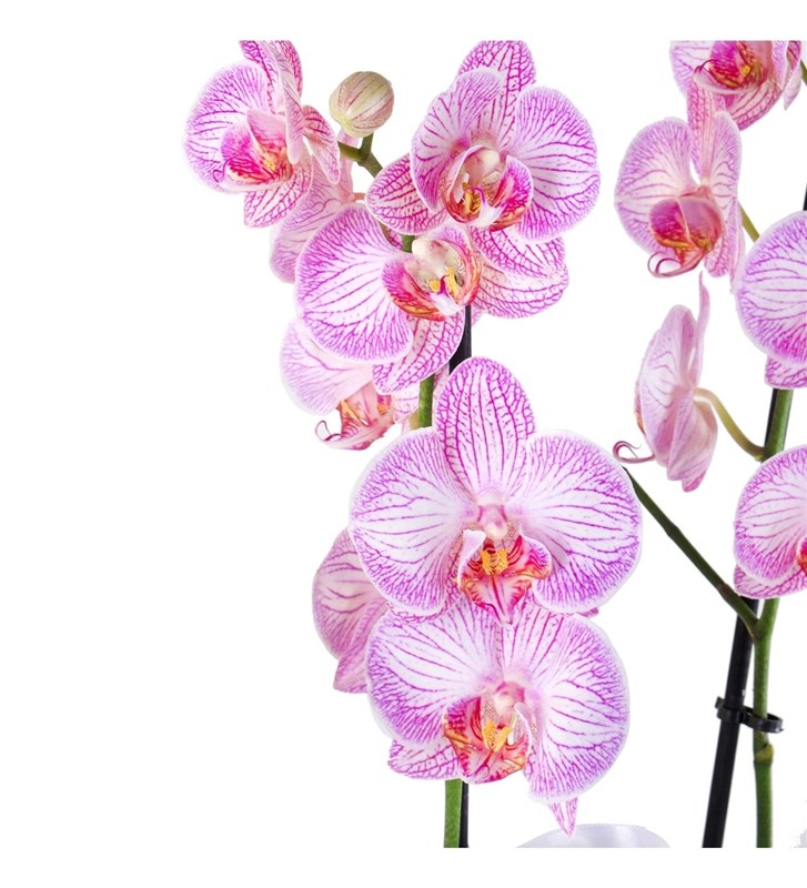 Kırçıllı Pembe Orkide Aranjmanı Pink Butterfly