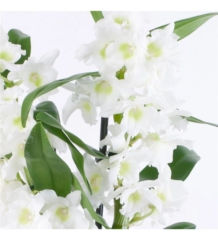 Seramik Saksıda Dendrobium Beyaz
