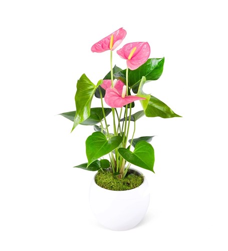 Anthurium Pembe Aranjmanı