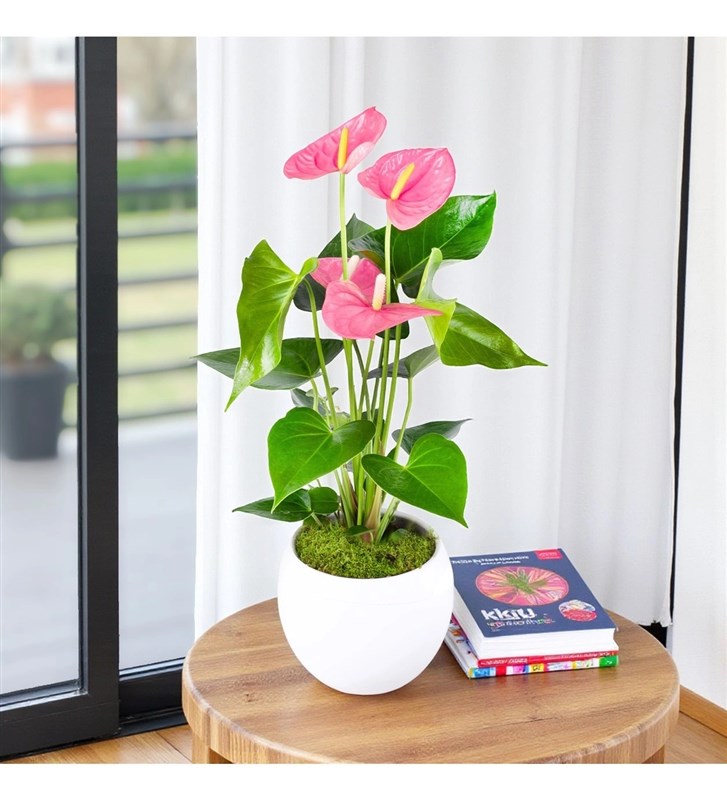 Anthurium Pembe Aranjmanı