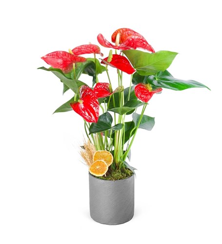 Anthurium Kırmızı Aranjmanı