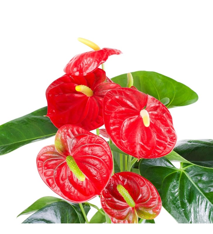 Anthurium Kırmızı Aranjmanı