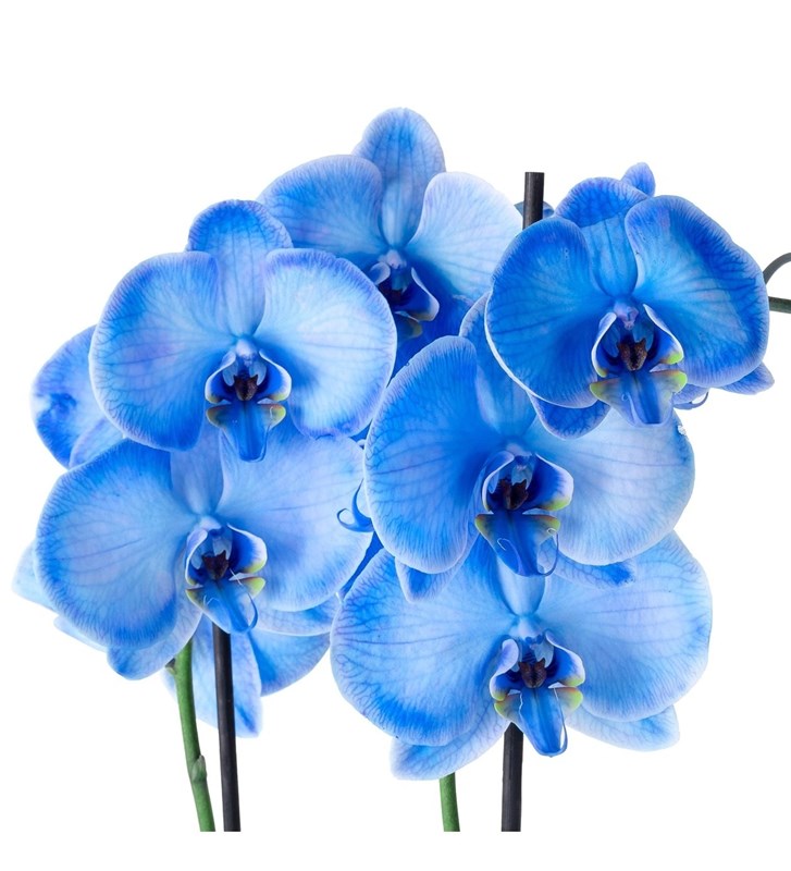 Mavi Orkide Aranjmanı Zürih