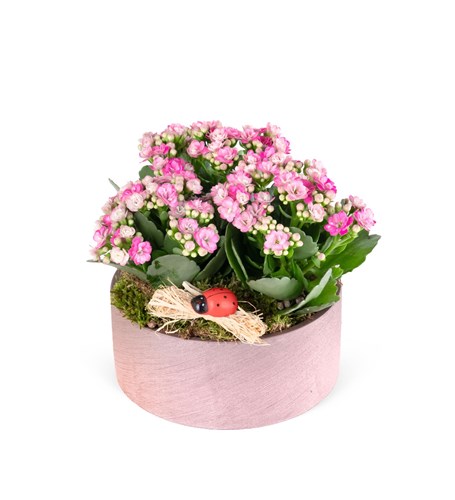 Dekoratif Saksıda Pembe Kalanchoe Aranjmanı