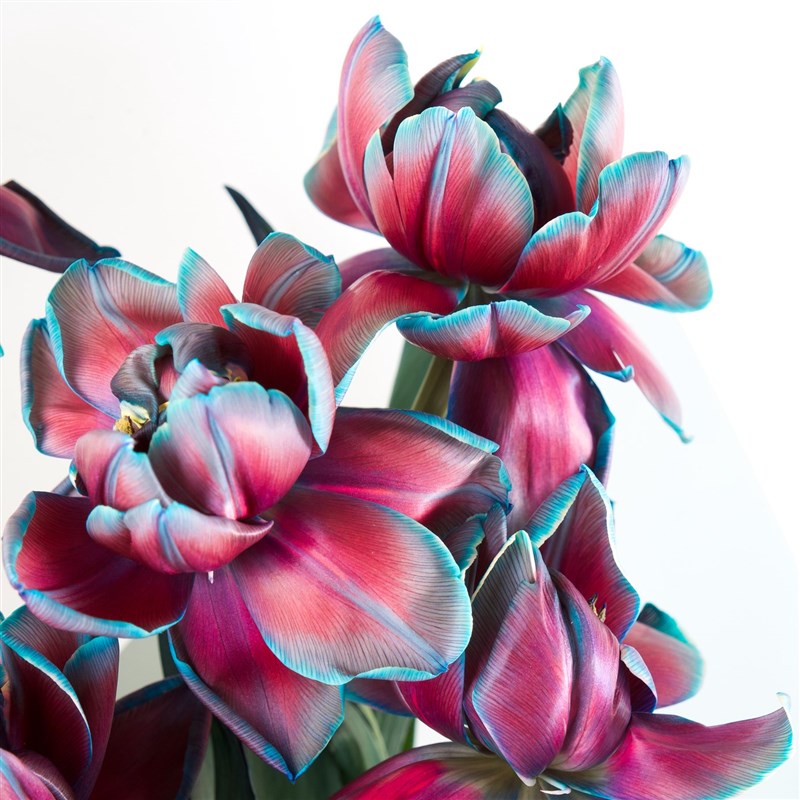 Premium Galaksi Lale Buketi