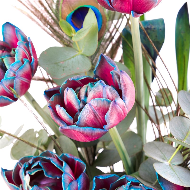 Saksıda Premium Galaksi Lale Aranjmanı