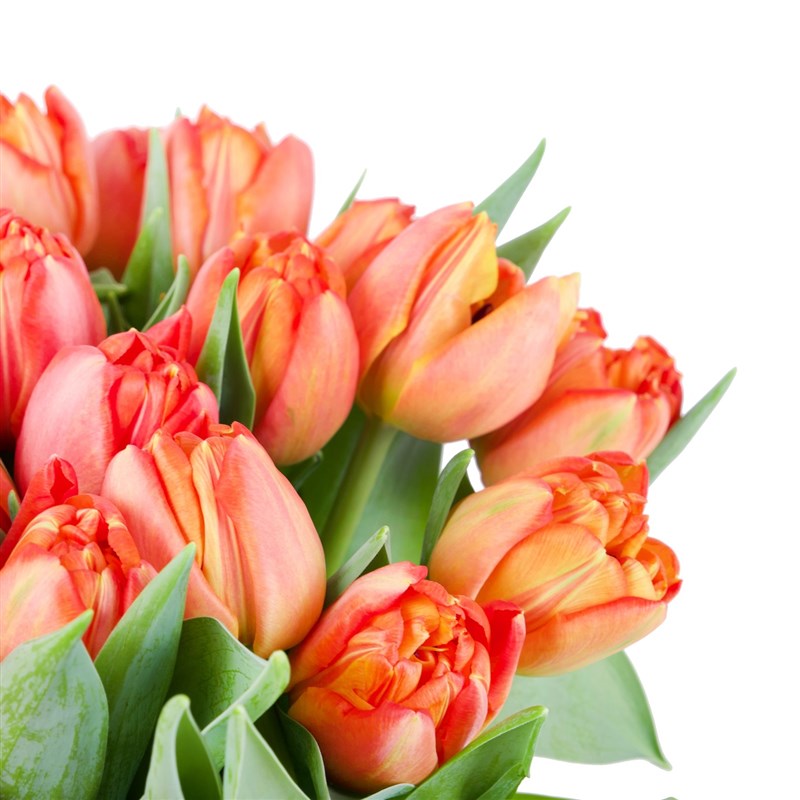 Orange Tulip Garden