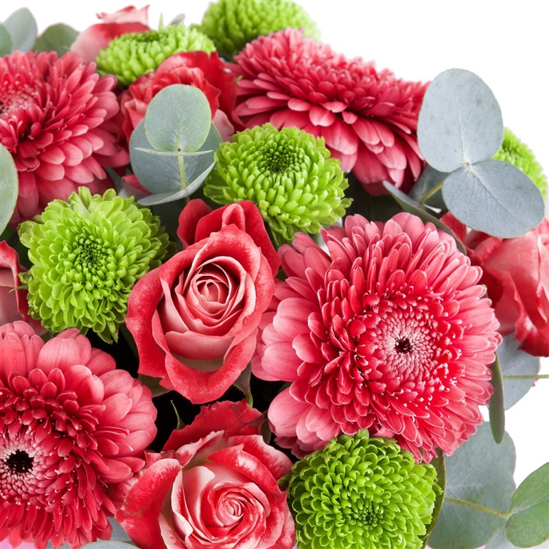 Philinder Galata Fuşya