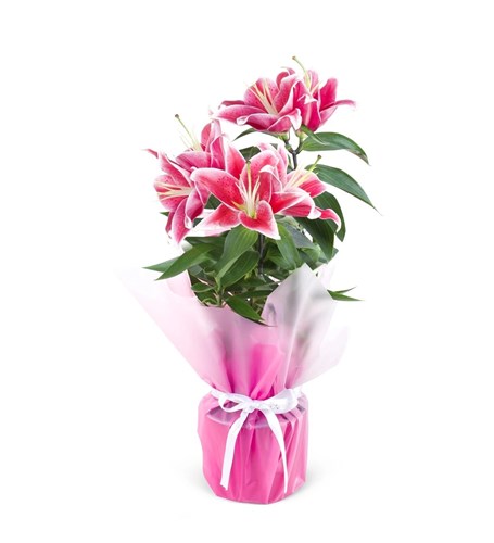 Saksıda Pembe Lilyum