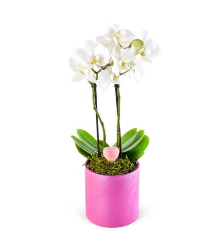 Love Midi Orkide Aranjmanı Fuchsia