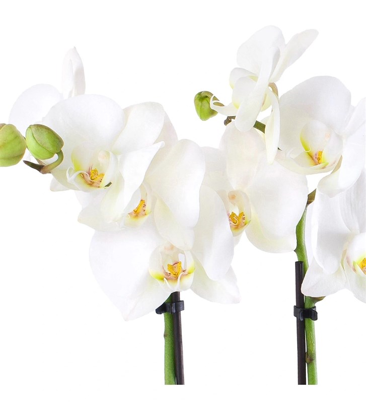 Love Midi Orkide Aranjmanı Fuchsia