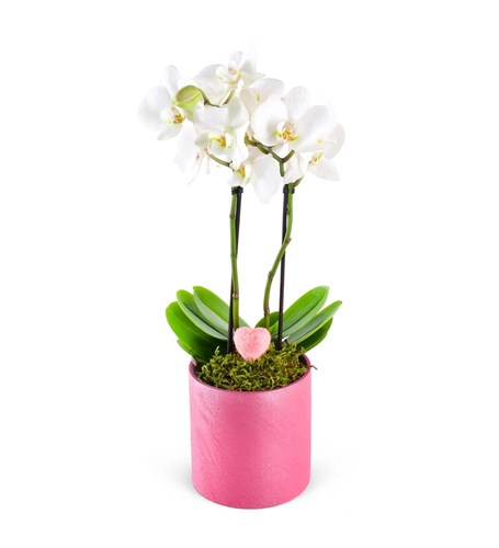 Love Midi Orkide Aranjmanı Pink