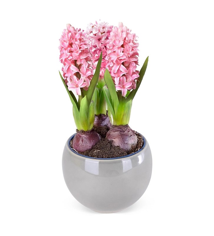 Seramik Saksıda Pembe Sümbül Aranjmanı Hyacinth Dreams
