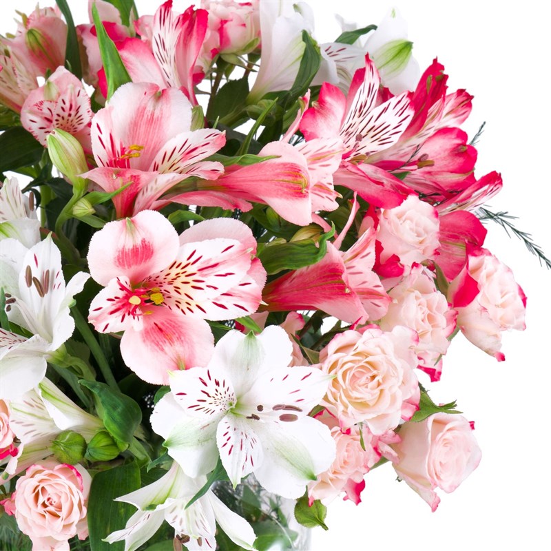 Fresh Power Alstroemeria
