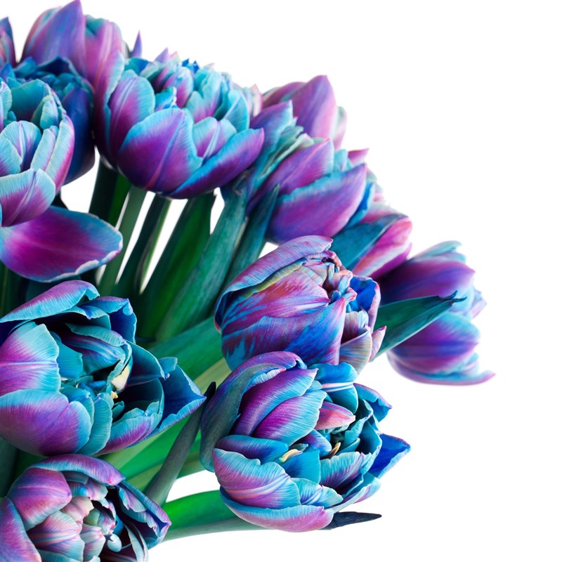 Galaxy Tulip Garden