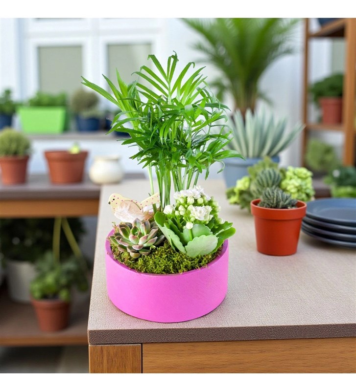 Beyaz Kalanchoe Chamadora Aranjmanı Lucia