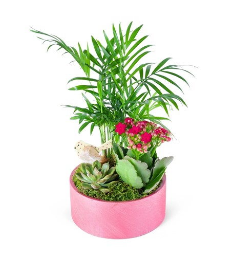 Fuşya Kalanchoe Chamadora Aranjmanı Lucia