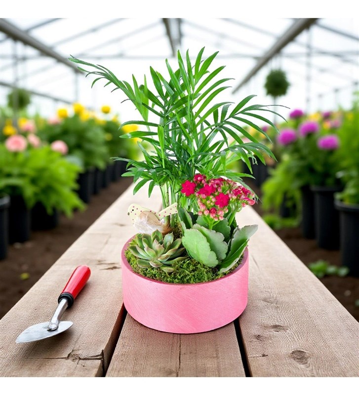 Fuşya Kalanchoe Chamadora Aranjmanı Lucia