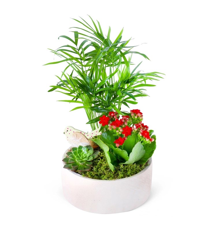 Kırmızı Kalanchoe Chamadora Aranjmanı Lucia