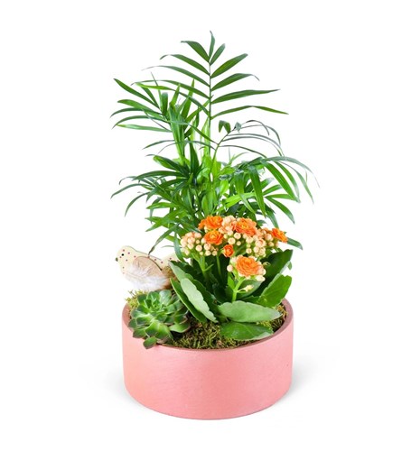 Turuncu Kalanchoe Chamadora Aranjmanı Lucia