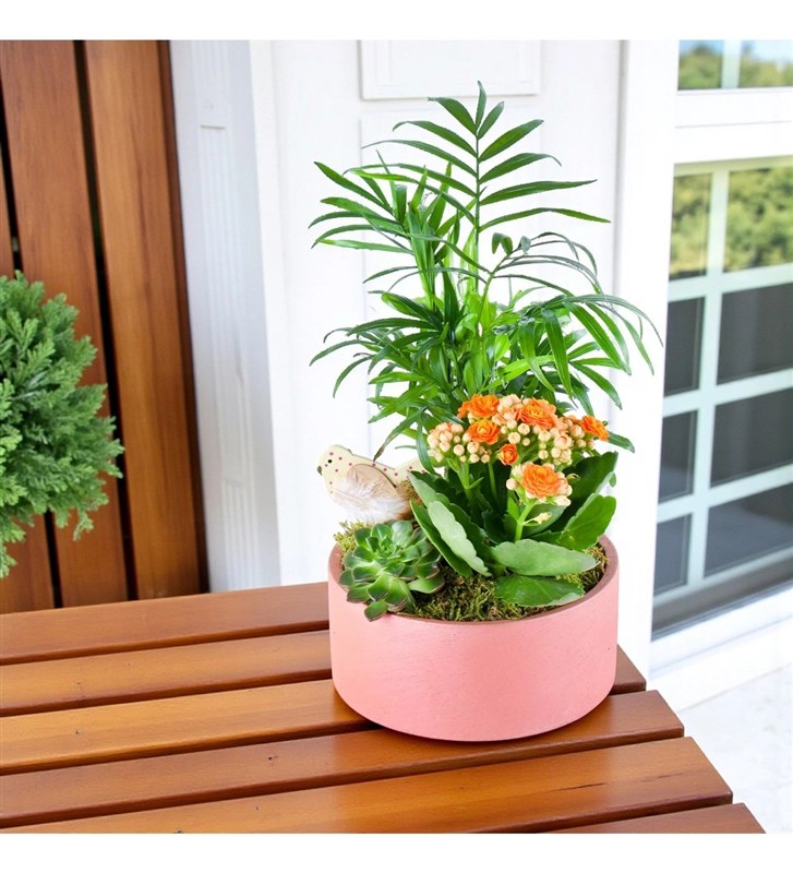 Turuncu Kalanchoe Chamadora Aranjmanı Lucia