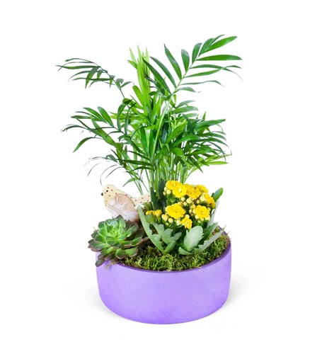 Sarı Kalanchoe Chamadora Aranjmanı Lucia
