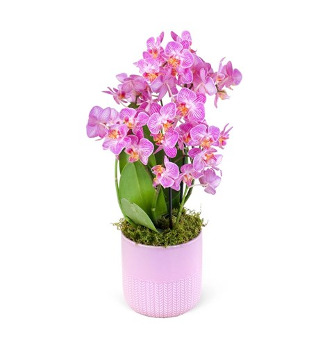 Kırçıllı Pembe Multi Midi Orkide Aranjmanı Wielka