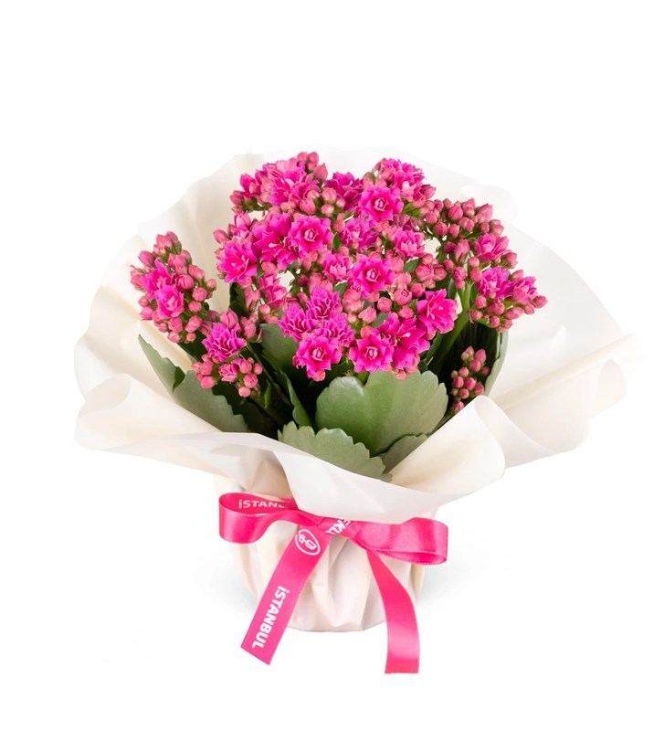 Fuşya Kalanchoe Çiçeği
