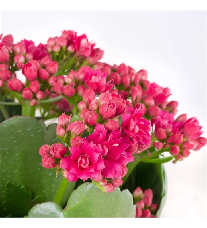 Fuşya Kalanchoe Çiçeği