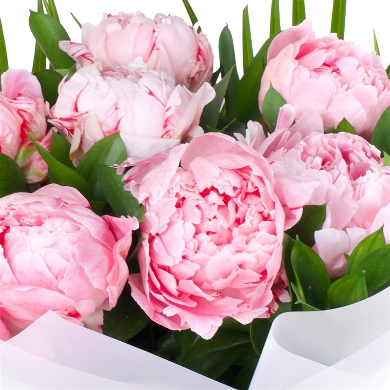 Pink Peony Bouquet, Premium White Color