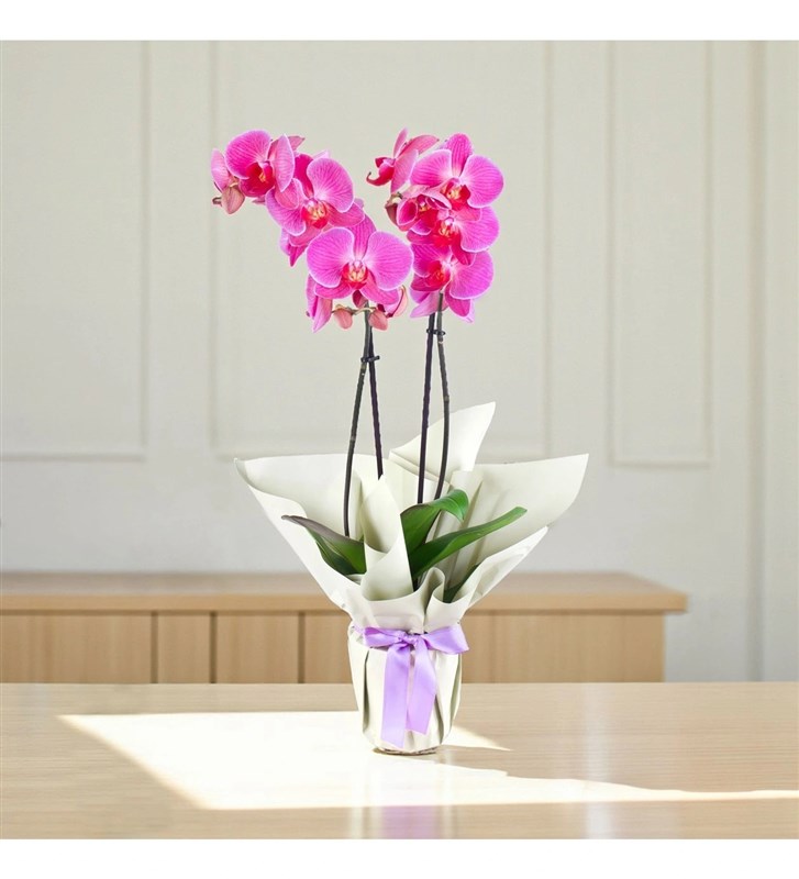 Mor Orkide Purple Majesty