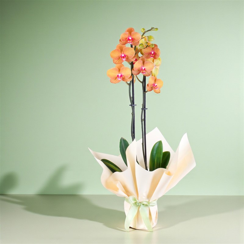 Turuncu Orkide Sunset Flame