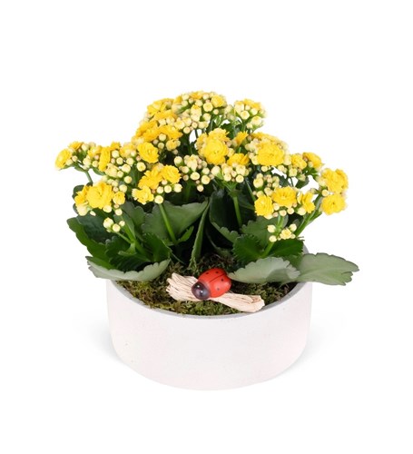 Dekoratif Saksıda Sarı Kalanchoe Aranjmanı
