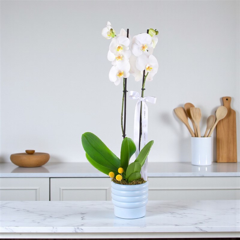 Beyaz Orkide Aranjmanı White Grace