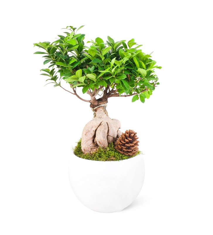 Beyaz Seramik Saksıda Ficus Ginseng Bonsai Ağacı