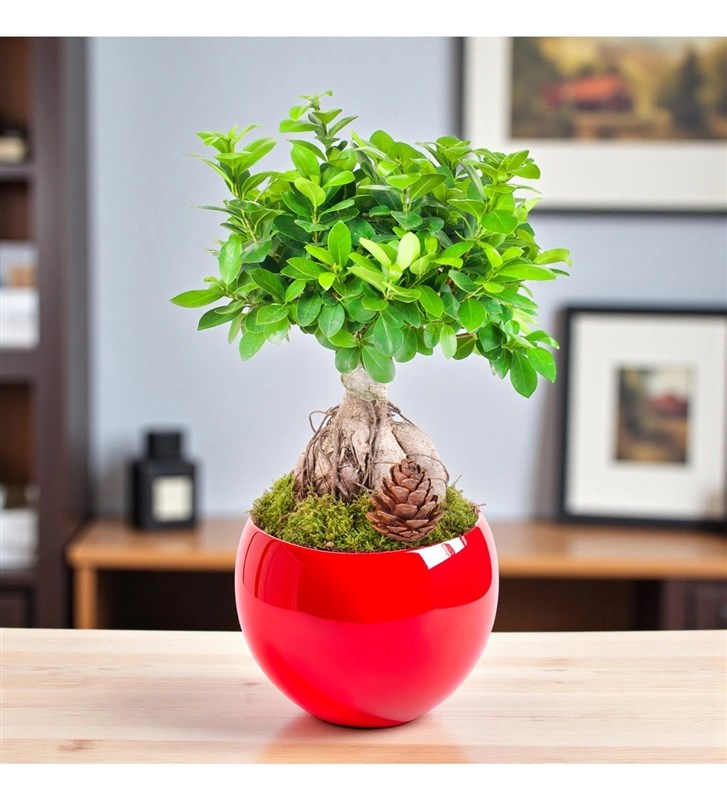 Kırmızı Seramik Saksıda Ficus Ginseng Bonsai Ağacı