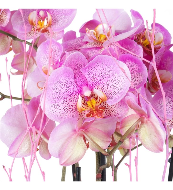 Premium Pembe Orkide Aranjmanı
