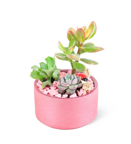 Saksıda Sukulent Pembe