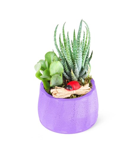Saksıda Sukulent Aranjmanı Sirius