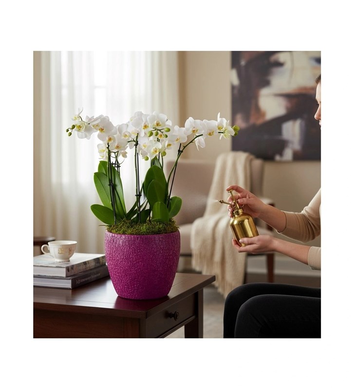 Premium Beyaz Orkide Aranjmanı