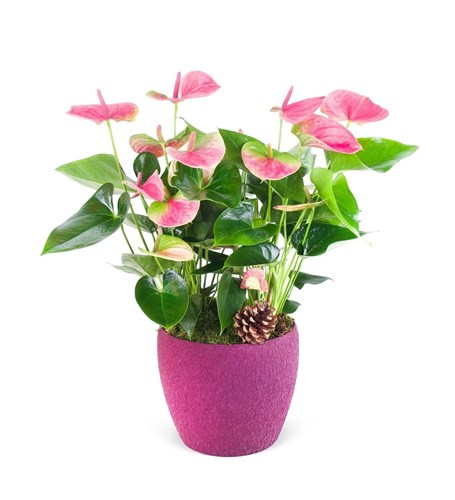 Dekoratif Saksıda Pembe Anthurium Aranjmanı