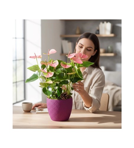 Dekoratif Saksıda Pembe Anthurium Aranjmanı