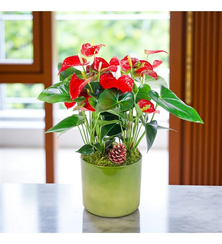 Seramik Saksıda Kırmızı Anthurum Aranjmanı