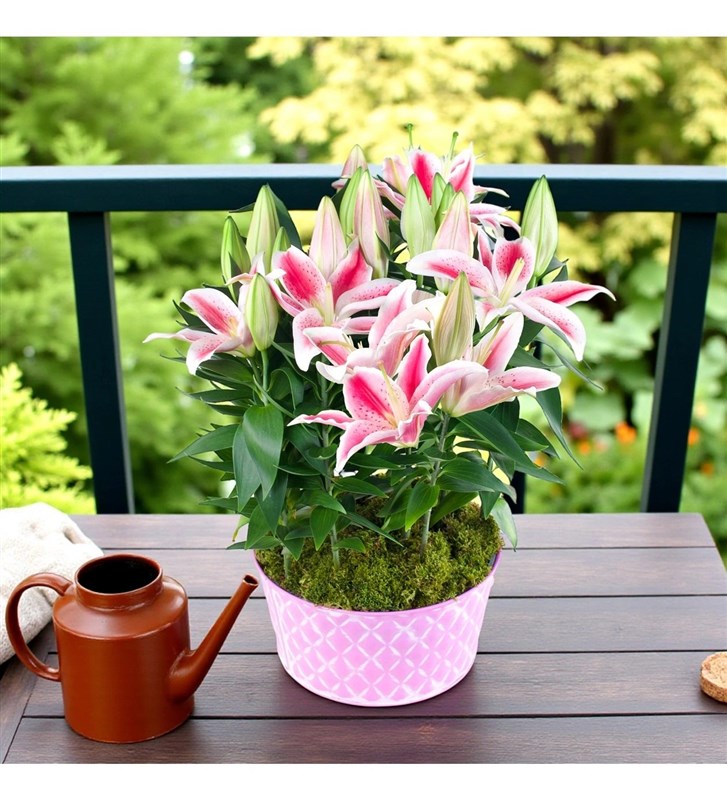 Lilyum Pembe Teneke Saksıda