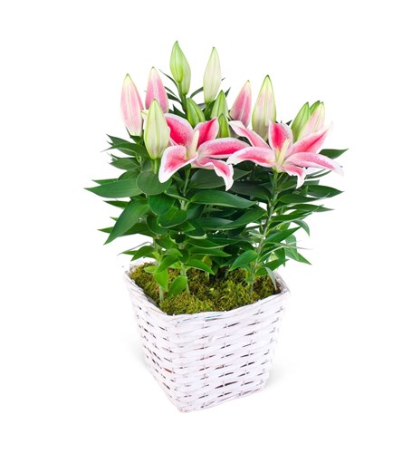 Hasır Saksıda Pembe Lilyum
